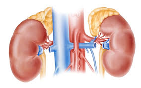 Adrenal-Gland-Balance-2