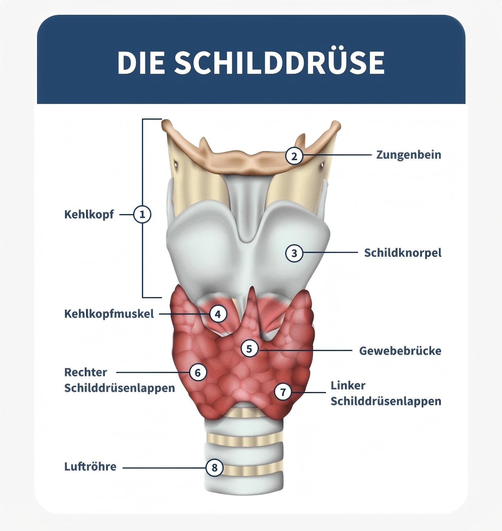 Die Schilddrüse – Spooky2 Rife