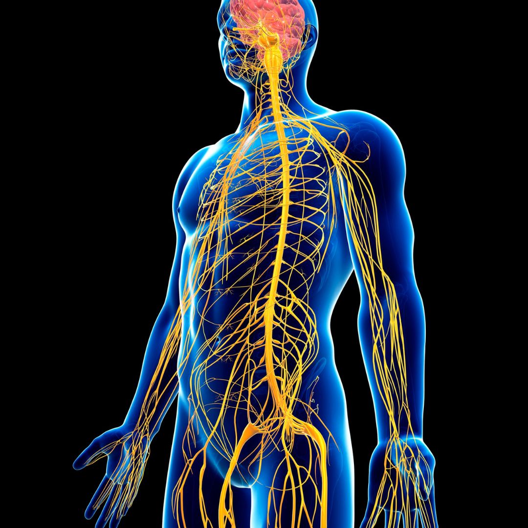 Lymphsystem und Lymphfluss